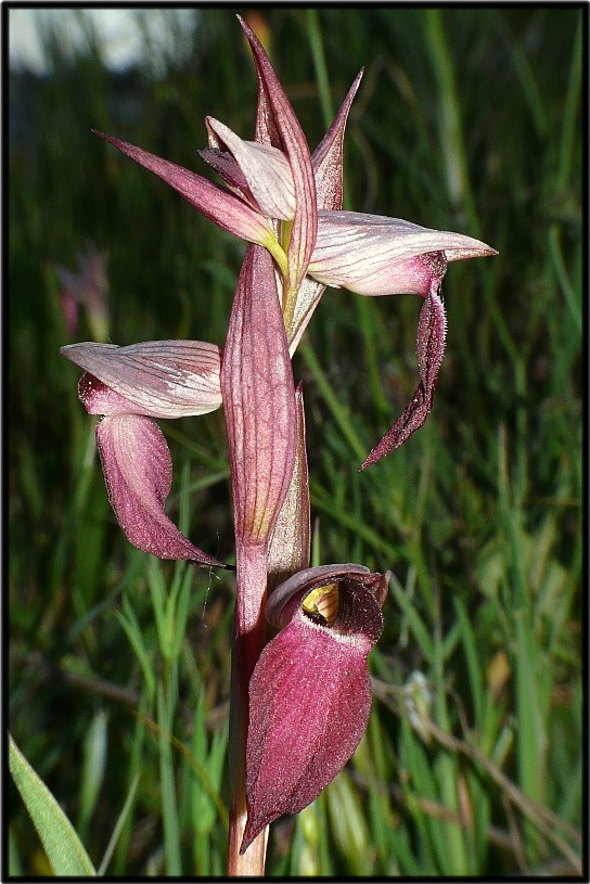 Serapias linguaXSerapias cordigera